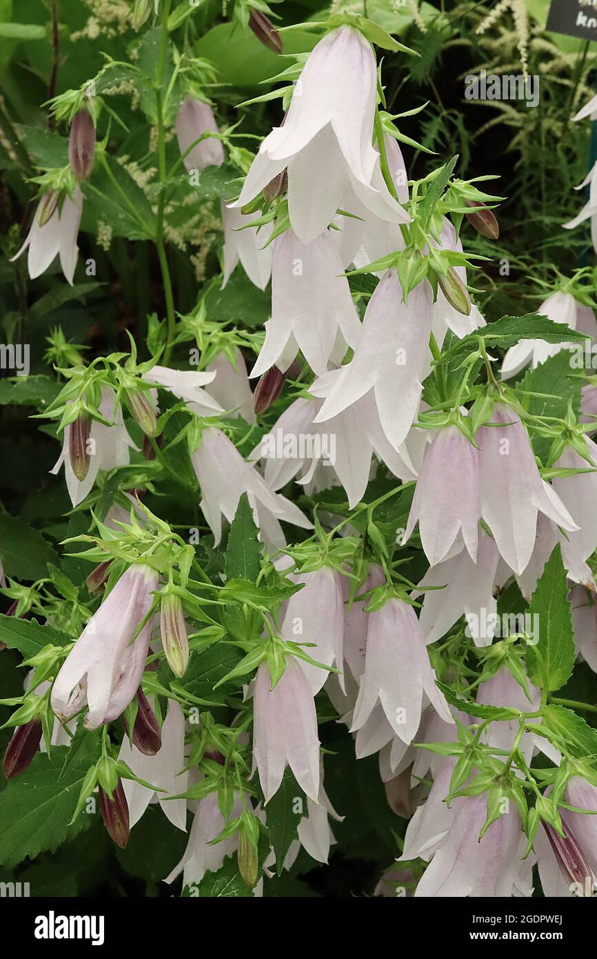 Campanula ‘Iridescent Bells’ Bellflower Iridescent Bells – pendulous bell-shaped white flowers tinged violet,  July, England, UK Stock Photo