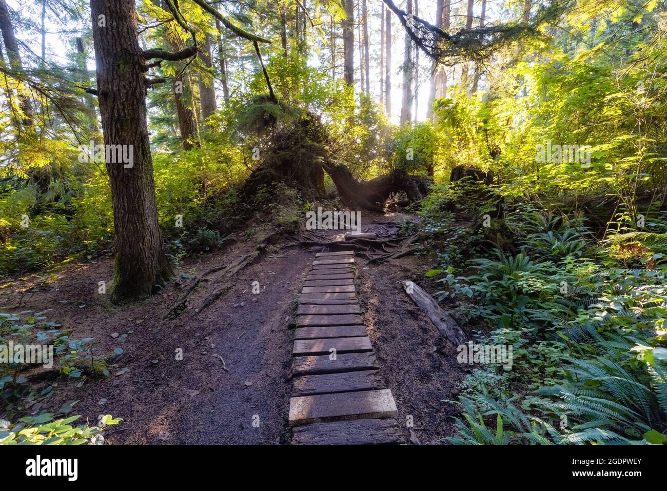 Hiking Path to Mystic Beach in the Vibrant Rainforest Stock Photo - Alamy