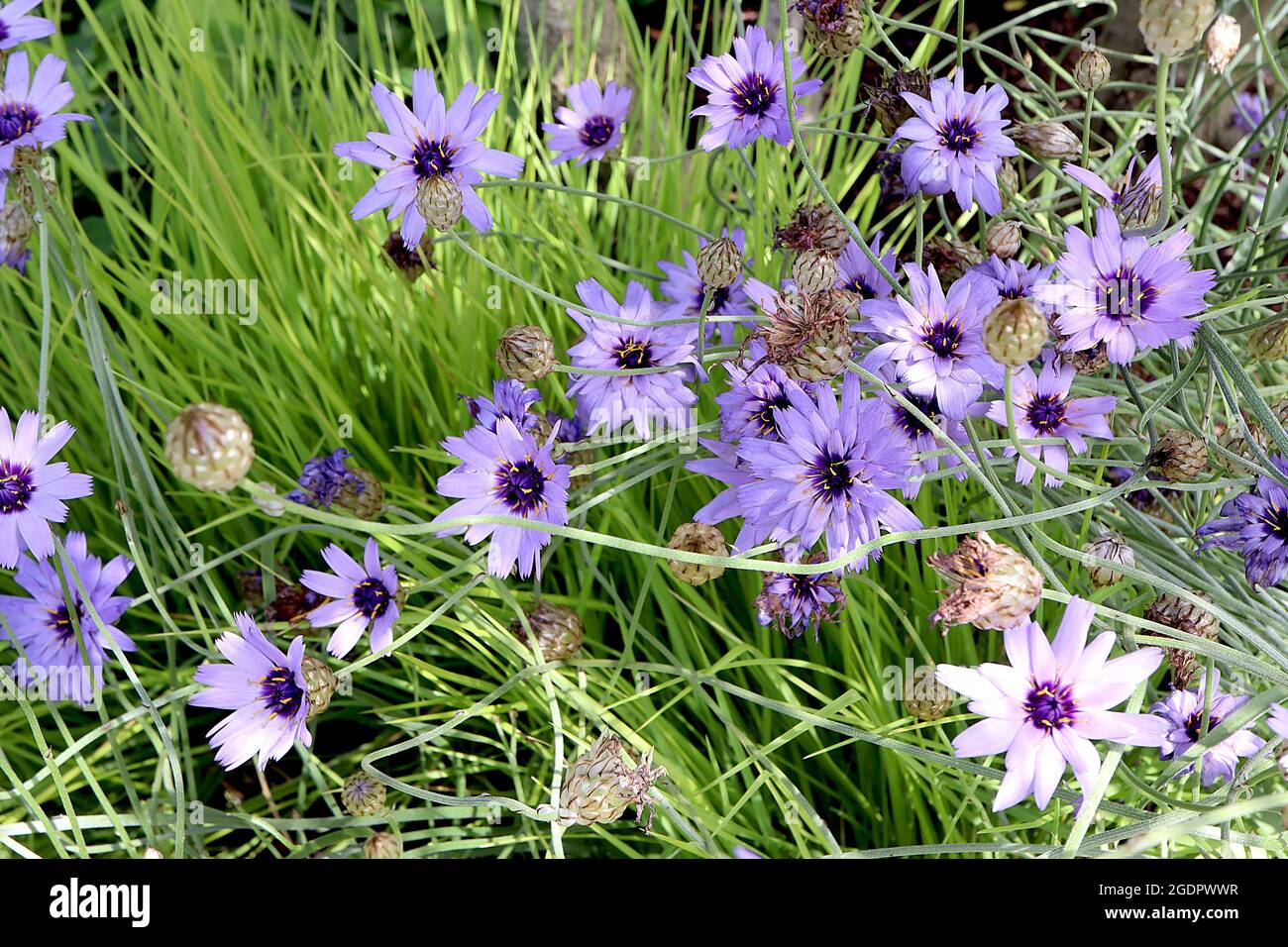 Catananche caerulea ‘Major’ Cupid’s dart Major – lavender blue flowers with crimped petals and dark purple centre,  July, England, UK Stock Photo
