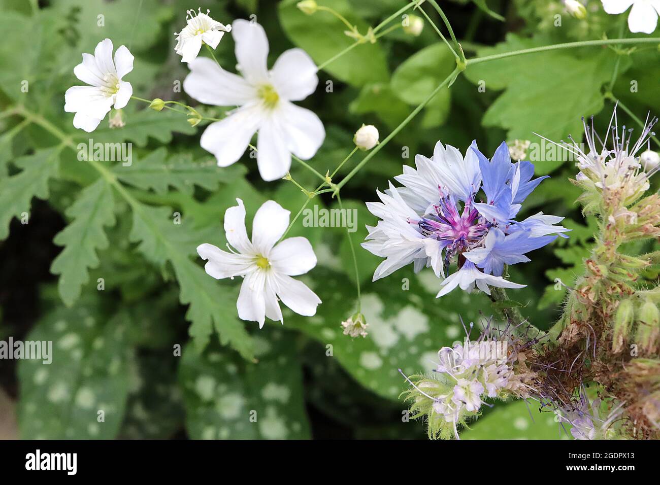 Centaurea cyanus blue cornflower flower head ring of pale blue