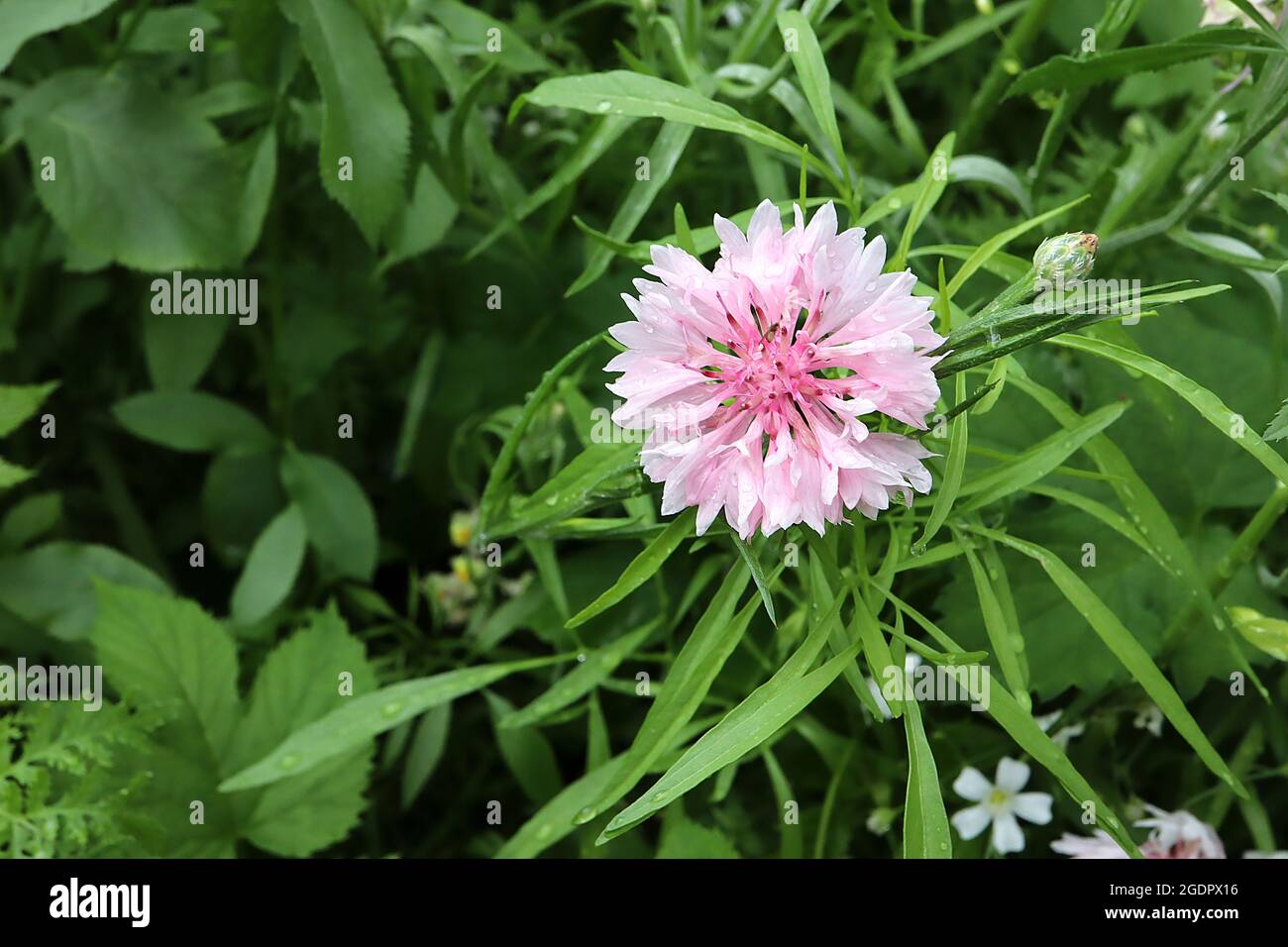 Centaurea cyanus pink cornflower – flower head ring of lavender pink flowers,  July, England, UK Stock Photo