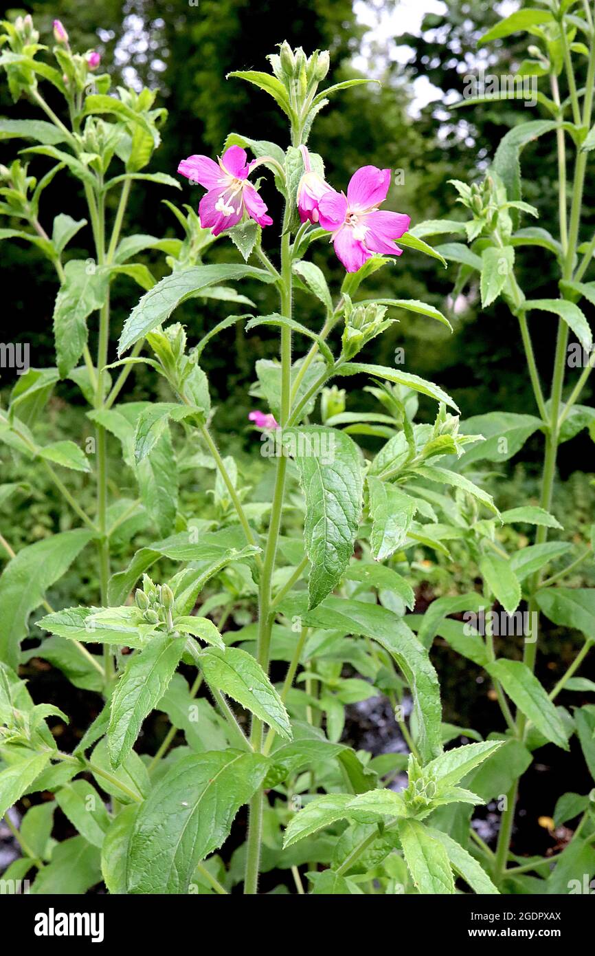 Chamaenerion angustifolium rosebay willowherb / fireweed – deep pink flowers atop tall stems, mid green lance-shaped leaves,  July, England, UK Stock Photo