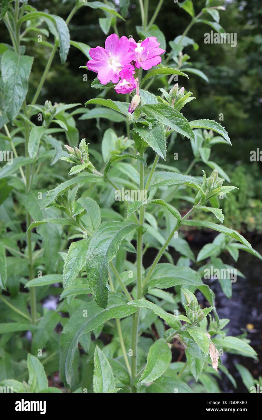 Chamaenerion angustifolium rosebay willowherb / fireweed – deep pink flowers atop tall stems, mid green lance-shaped leaves,  July, England, UK Stock Photo
