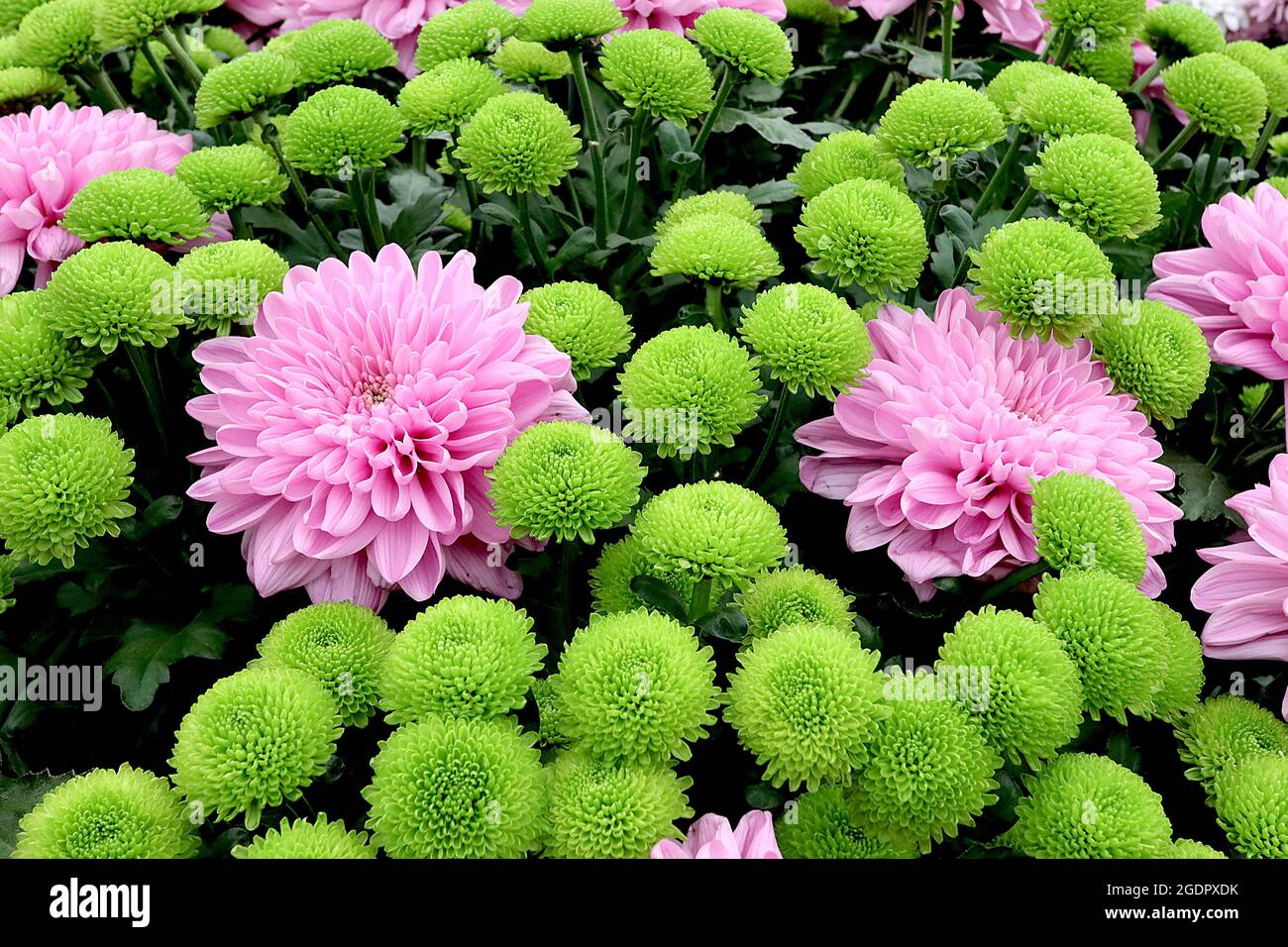 Chrysanthemum ‘Feeling Green’  bright green flowers, Chrysanthemum ‘Samson Purple’ medium pink flowers with incurved petals,  July, England, UK Stock Photo