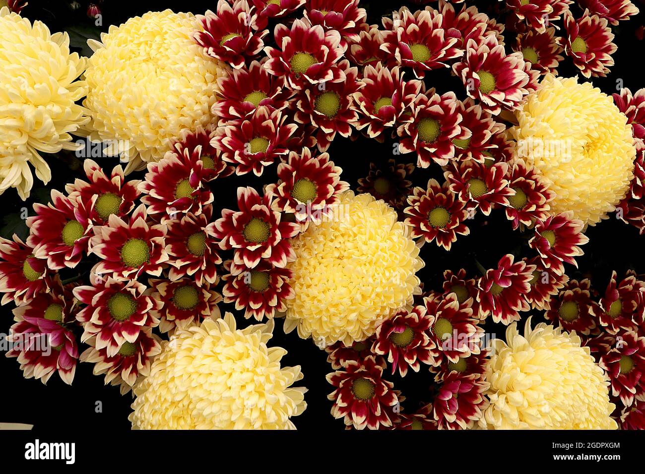 Chrysanthemum ‘Misty Lemon’ pale yellow flowers with tightly packed petals,  Chrysanthemum ‘Antigua’ Crimson red flowers with cream tips Stock Photo
