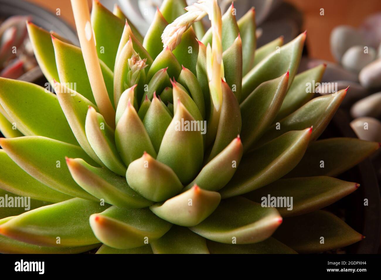 Green succulent plant with thick funny leaves, close-up. Top view of echeveria with red tips. High-quality photo Stock Photo