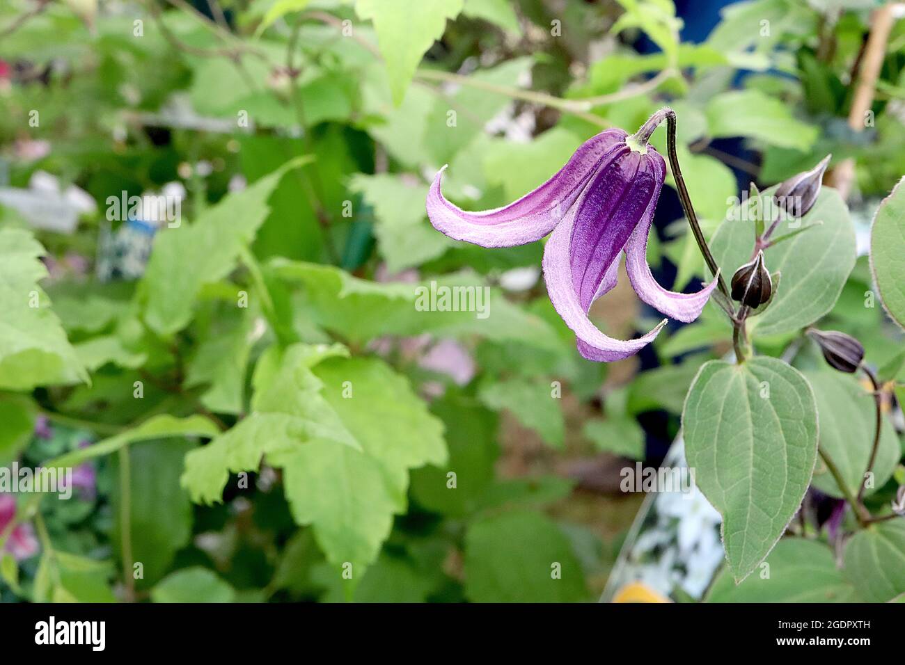 Clematis 'Fascination' shiny deep purple urn-shaped flowers with recurved  petals, July, England, UK Stock Photo - Alamy
