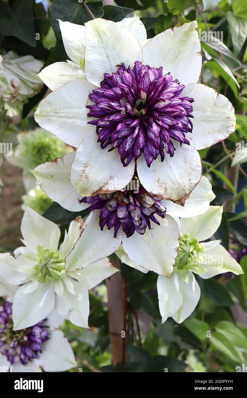 Clematis florida ‘Sieboldii’ Rosette form flowers with white outer petals, dark purple inner petals to light green with maroon petal backs,  July, UK Stock Photo