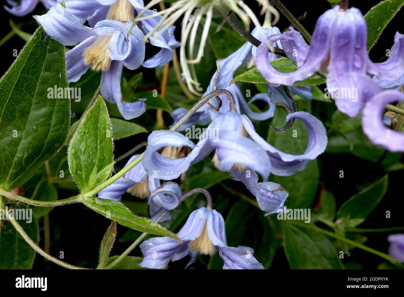 Clematis integrifolia ???Blue Ribbons??? lavender blue bellshaped flowers