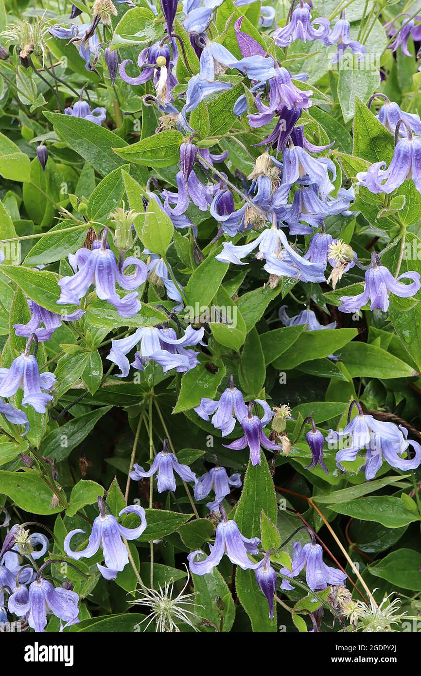 Clematis integrifolia ‘Blue Ribbons’ lavender blue bell-shaped flowers with fully recurved twisting petals,  July, England, UK Stock Photo