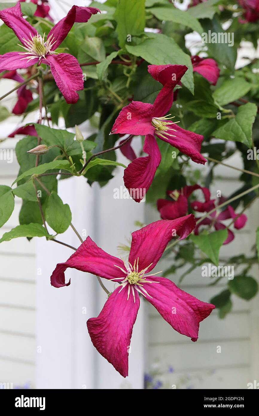Clematis viticella ‘Madame Julia Correvon’  crimson red star-shaped flowers with slightly recurved petals,  July, England, UK Stock Photo