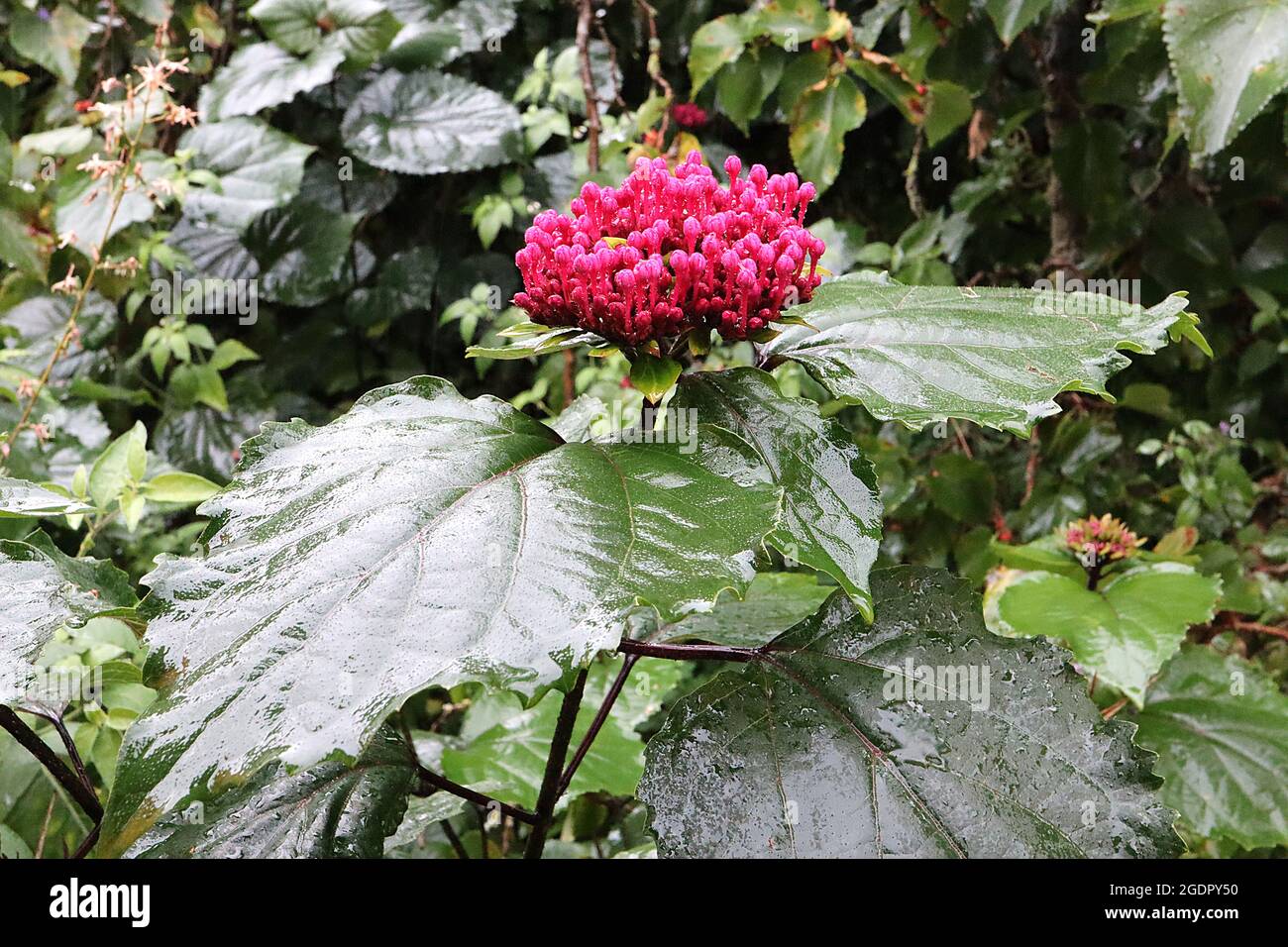 Clerodendrum bungei FLOWER BUDS rose glory bower – upright clusters of crimson pink flower buds atop large wide ovate dark green leaves,  July, UK Stock Photo