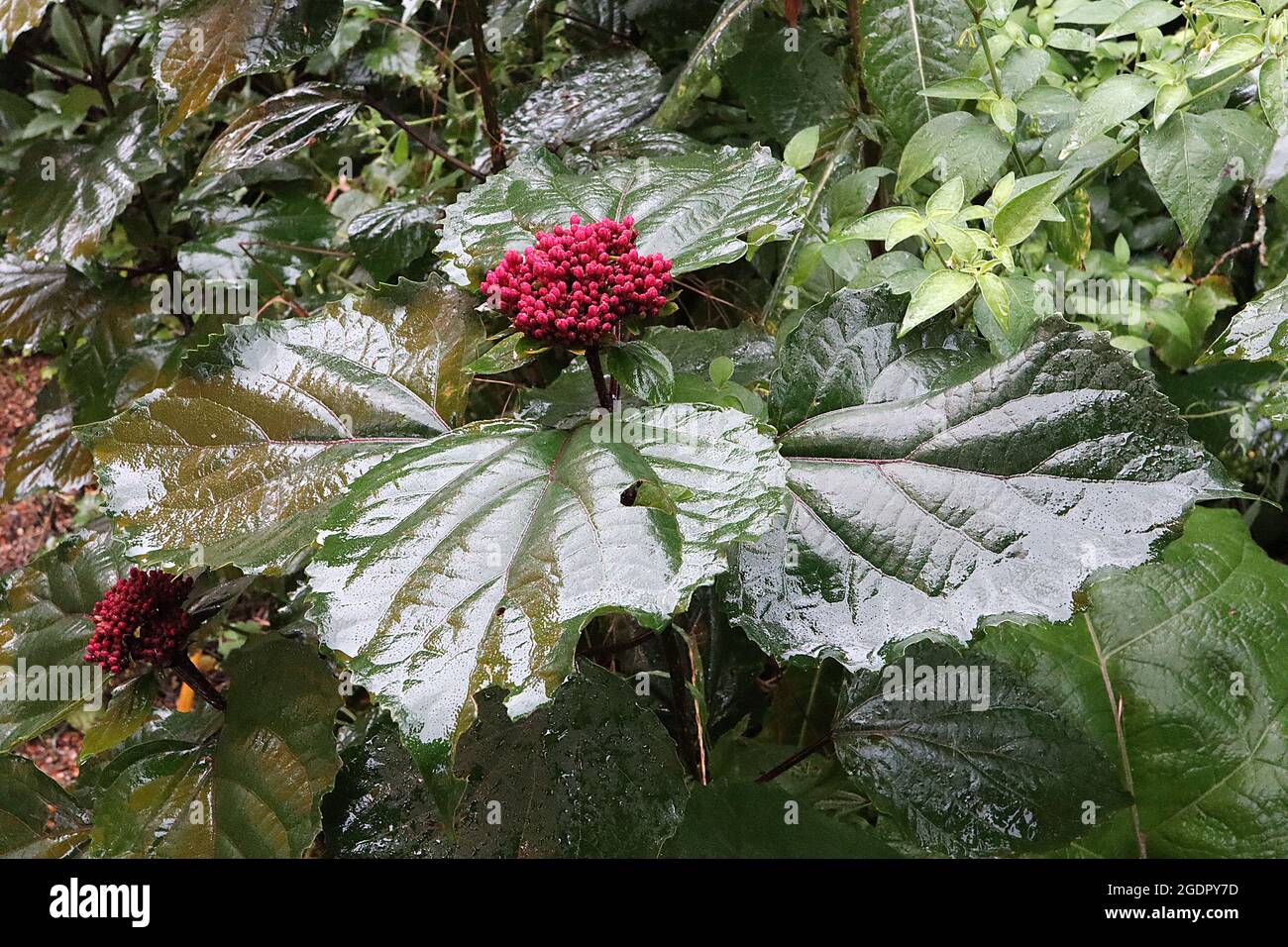 Clerodendrum bungei FLOWER BUDS rose glory bower – upright clusters of crimson pink flower buds atop large wide ovate dark green leaves,  July, UK Stock Photo