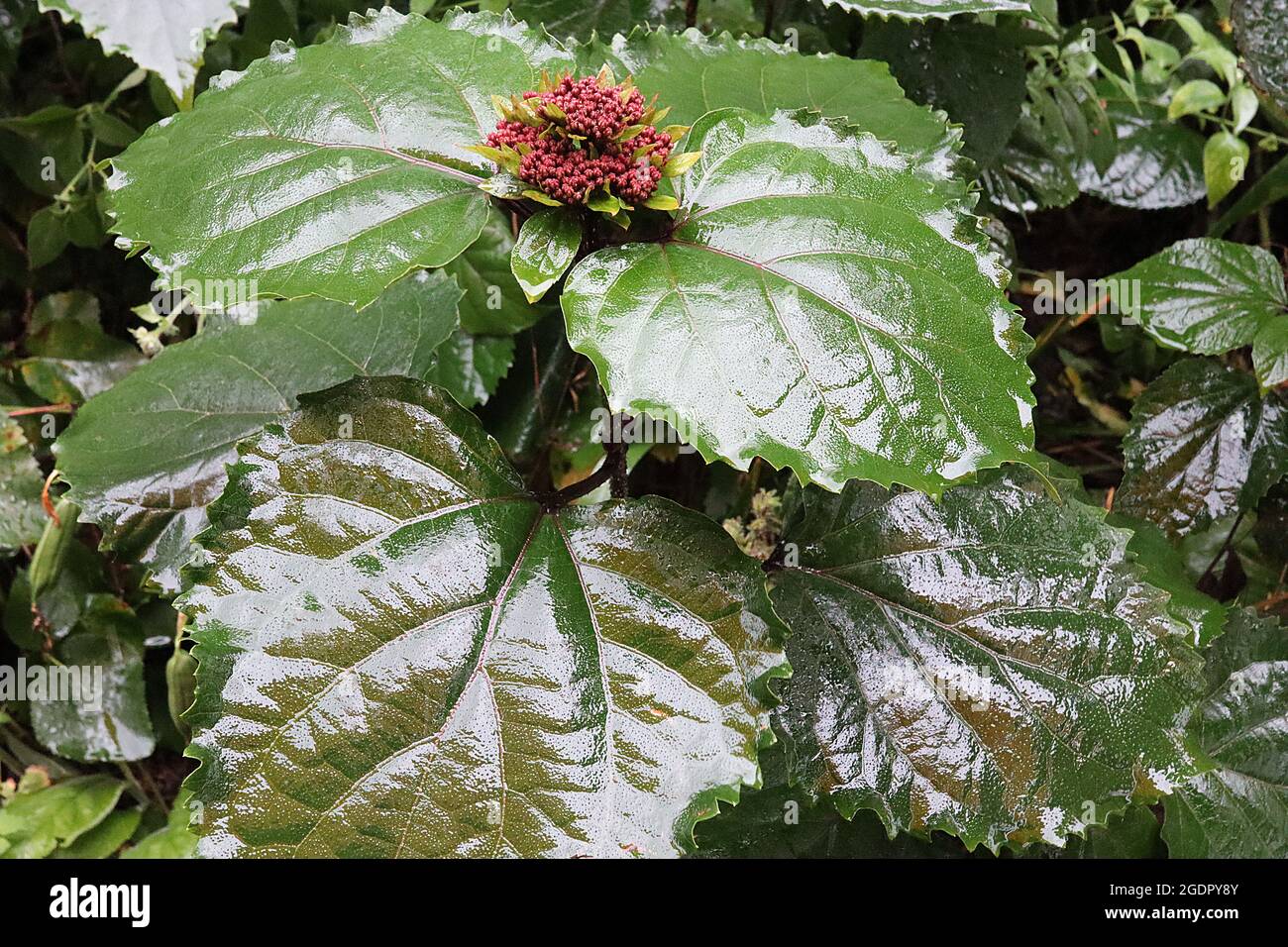 Clerodendrum bungei FLOWER BUDS rose glory bower – upright clusters of crimson pink flower buds atop large wide ovate dark green leaves,  July, UK Stock Photo