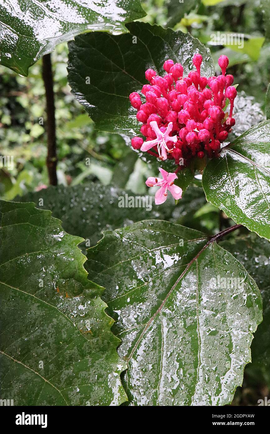 Clerodendrum bungei FLOWER BUDS rose glory bower – upright clusters of crimson pink flower buds atop large wide ovate dark green leaves,  July, UK Stock Photo