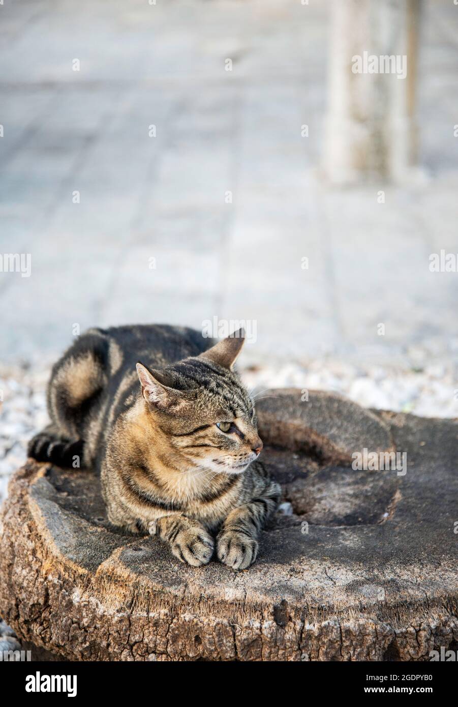Peaceful eastern european location,a relaxed early evening scene in the late summer of the adriatic coast. Stock Photo