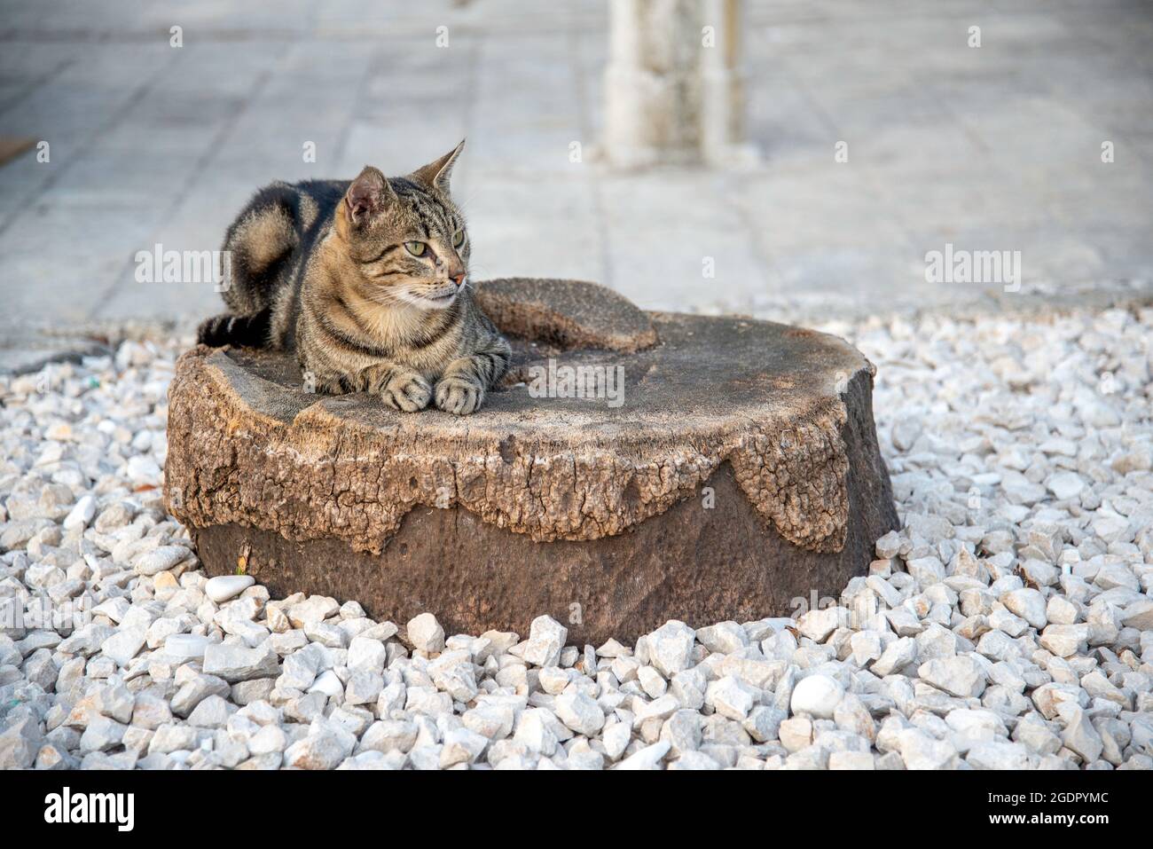 Peaceful eastern european location,a relaxed early evening scene in the late summer of the adriatic coast. Stock Photo