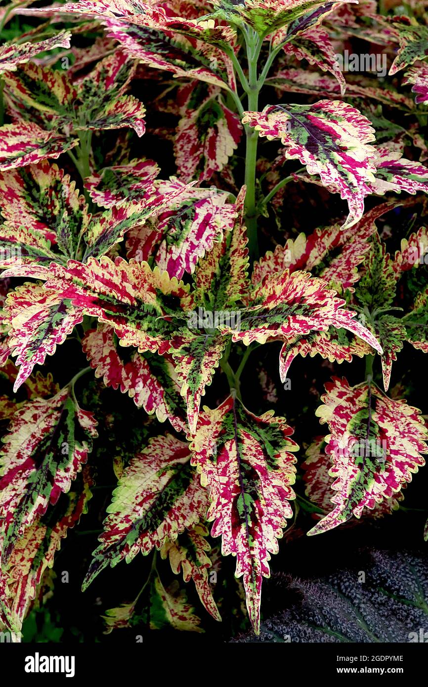 Coleus ‘Paisley Shawl ‘ flame nettle Paisley Shawl – ovate and scalloped cream leaves with spatters of burgundy, mid green and crimson, July, England, Stock Photo