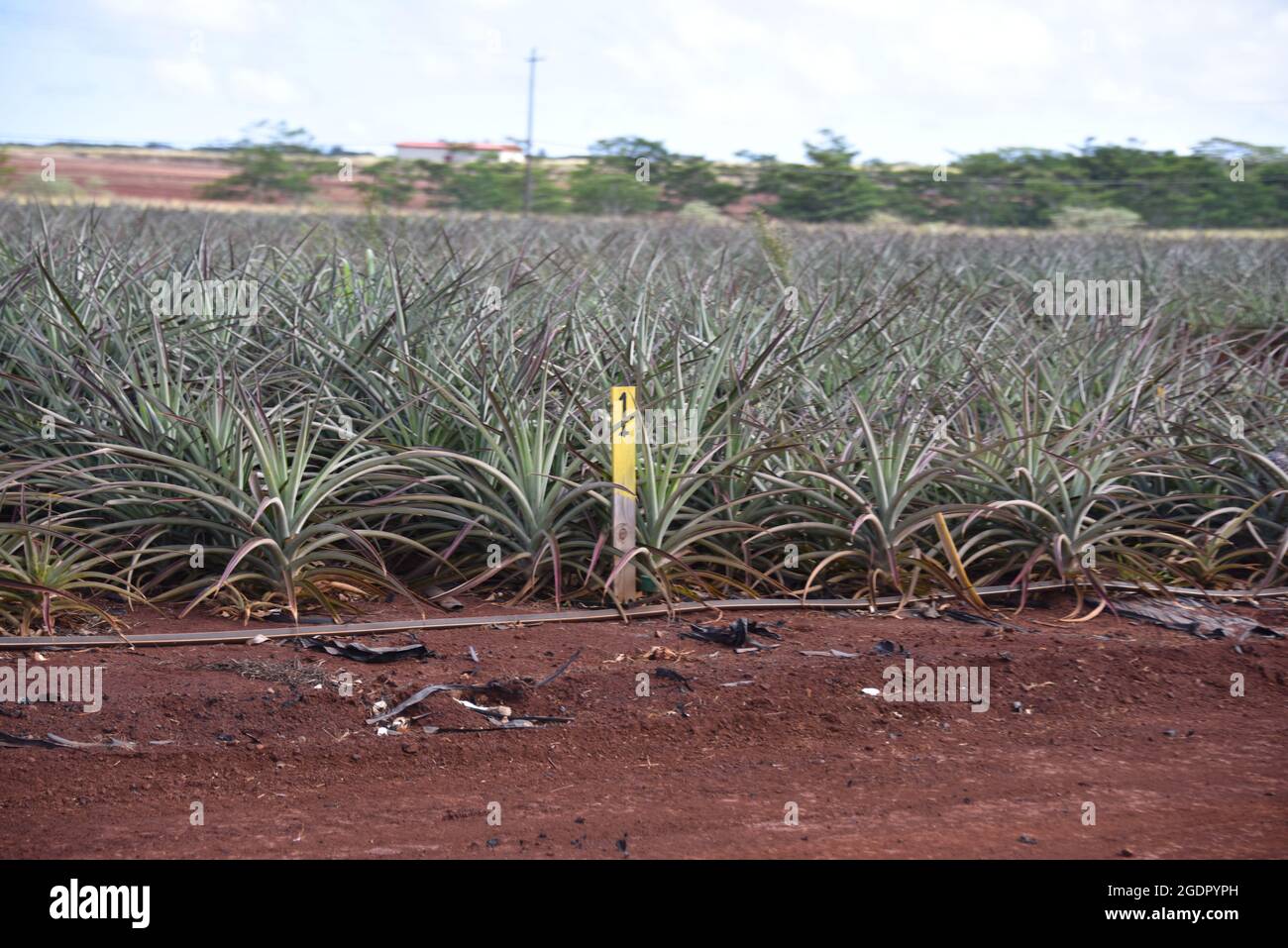 Oahu HI U.S.A. 6/3&6/2021. Dole Plantation. Gardens. Pineapple Express