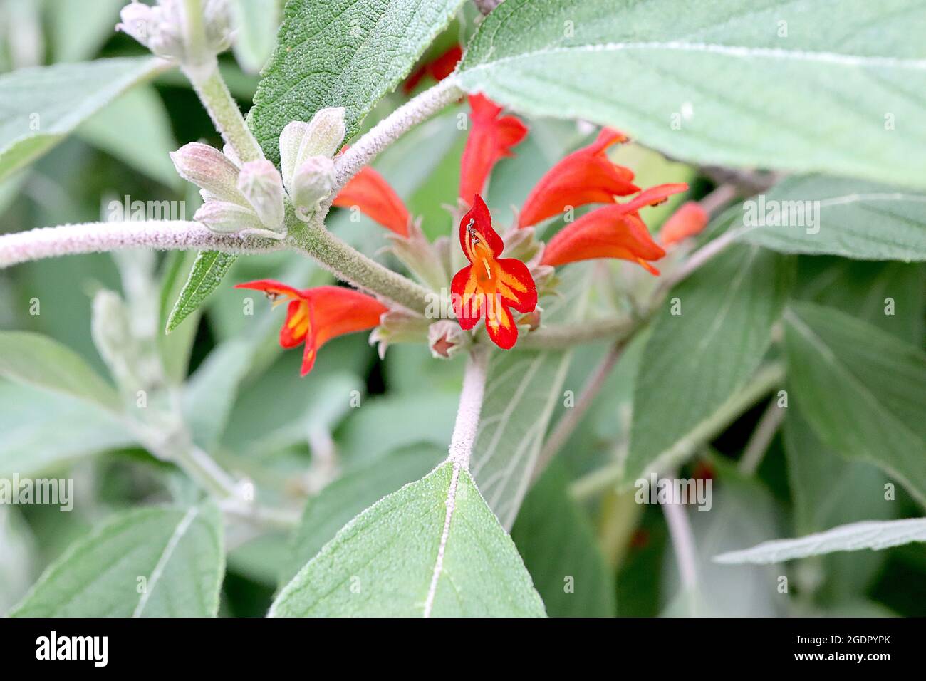 Colquhounia coccinea scarlet-flowered colquhounia – flower whorls of hooded red flowers with yellow flame marks and large lance-shaped leaves,  July, Stock Photo