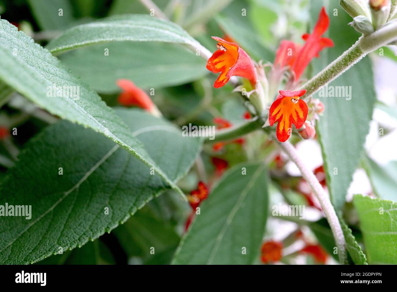Colquhounia coccinea scarlet-flowered colquhounia – flower whorls of hooded red flowers with yellow flame marks and large lance-shaped leaves,  July, Stock Photo