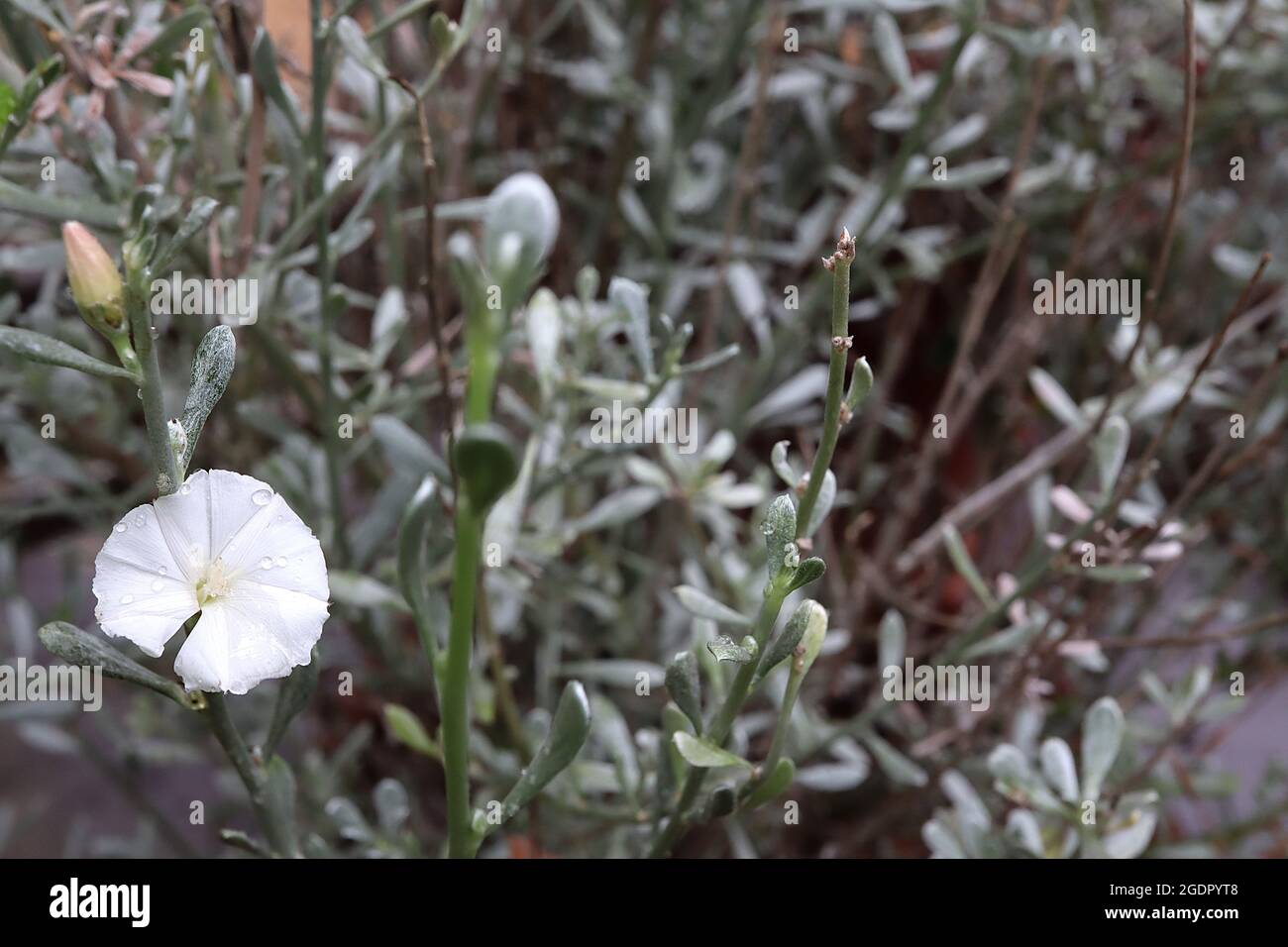 Convolvulus caput-medusae Round white flowers and spatulate blue green leaves and tall stems,  July, England, UK Stock Photo