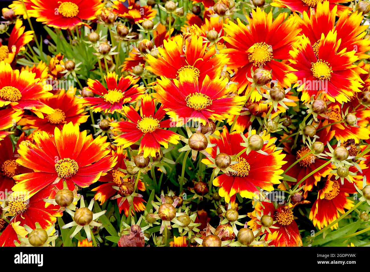 Coreopsis grandiflora ‘Uptick Gold and Bronze’ tickseed Gold and Bronze - red flowers with yellow-tipped petals, yellow centre and notched petals, Stock Photo