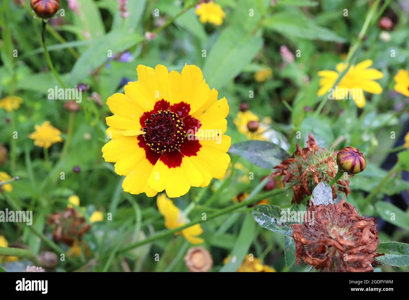 Coreopsis grandiflora ‘Sunkiss’ tickseed Sunkiss - yellow flowers with maroon halo, deep red centre and notched petals,  July, England, UK Stock Photo