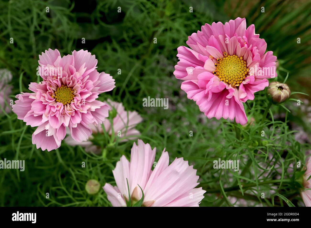 Cosmos bipinnatus ‘Double Click Mix’ double medium pink bowl-shaped flowers with tubular florets and feathery leaves, July, England, UK Stock Photo