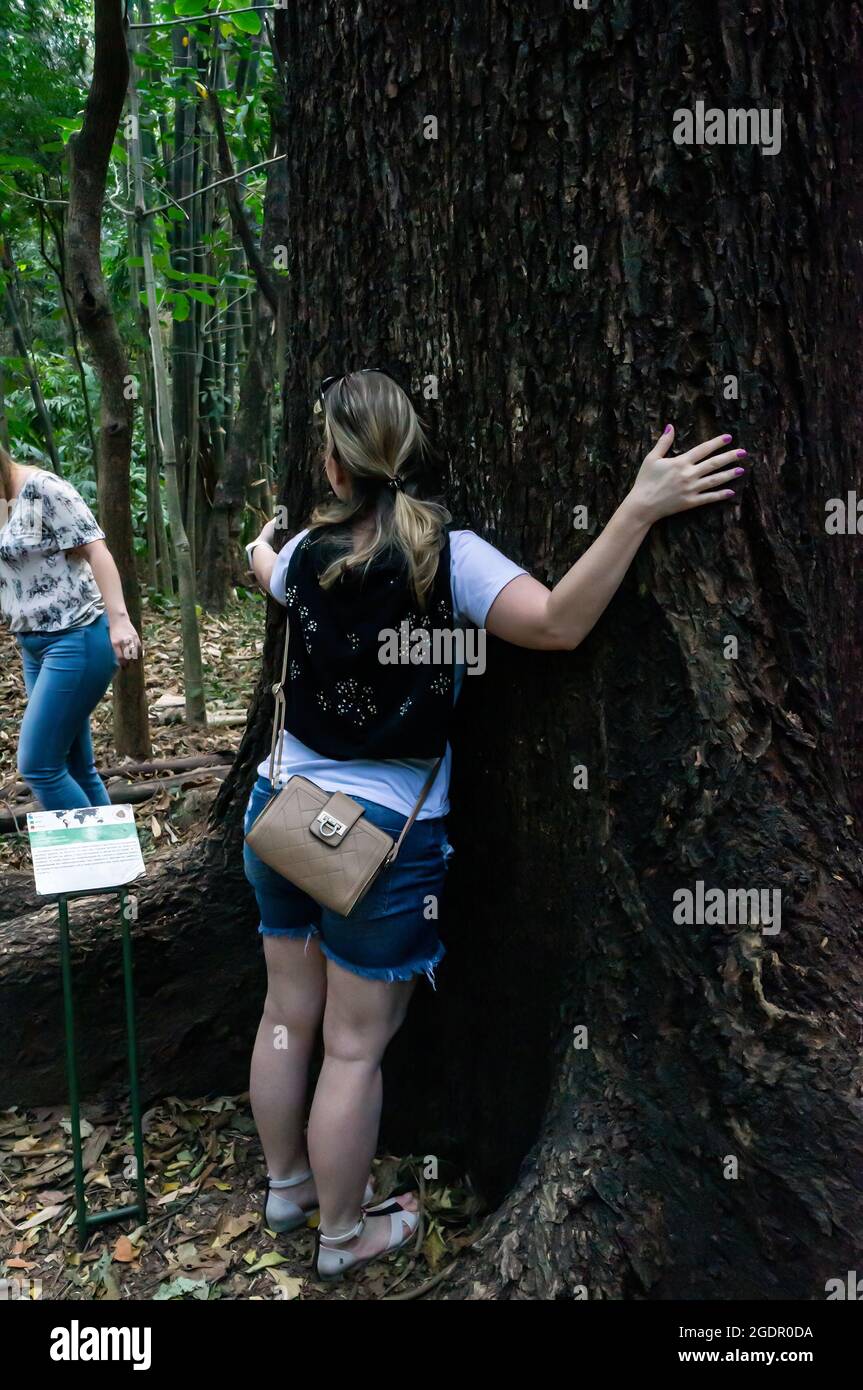 A young woman hugging the tree trunk of a Jequitiba tree (Cariniana estrellensis) in the forest garden of Minas Gerais Federal University - UFMG. Stock Photo