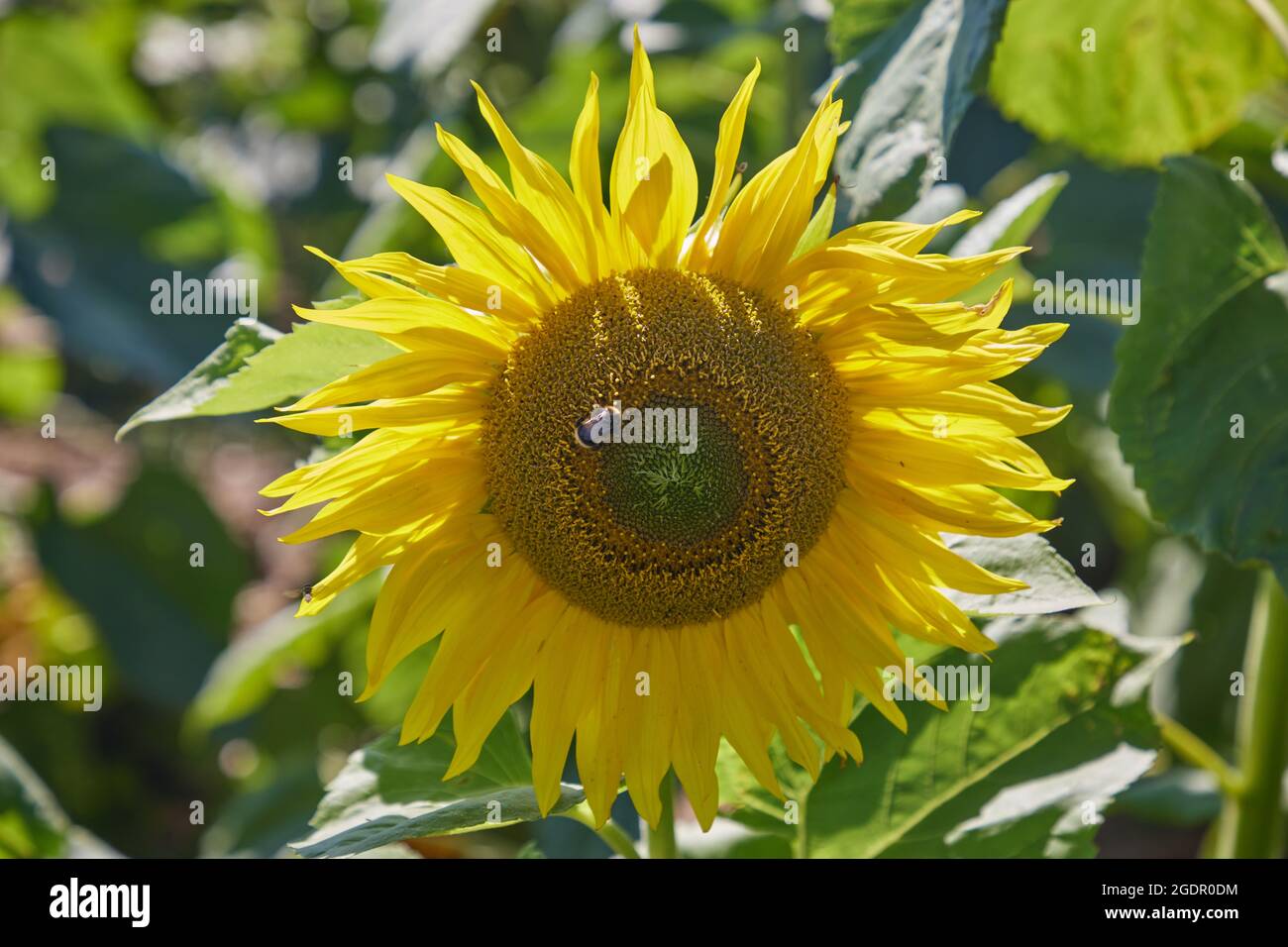 Bee on sunflower in summer. Stock Photo