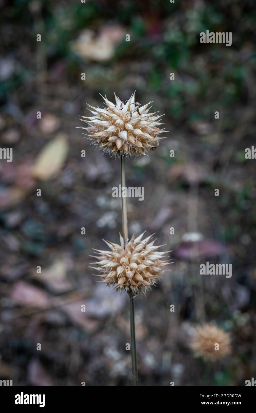 Dry seed pods of Leonotis leonurus (A.K.A. Lion tail, Wild daga - plant species in the mint family, Lamiaceae) in a forest garden. Santa Ines district Stock Photo