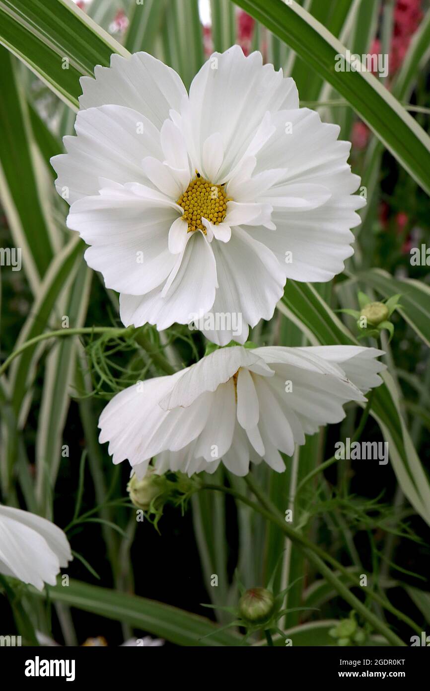 Cosmos bipinnatus ‘Psyche White’ double white bowl-shaped flowers with slender and wide petals, feathery leaves,  July, England, UK Stock Photo