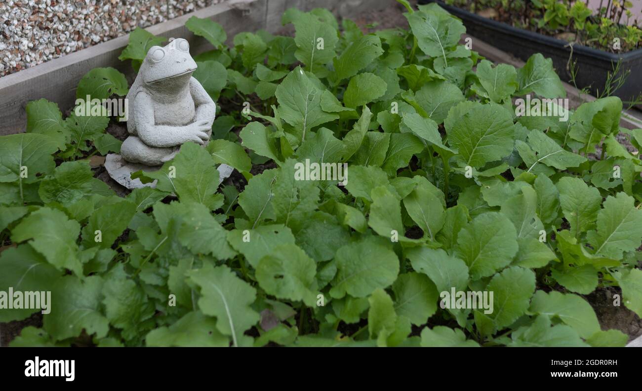 Concrete frog sate in a turnip patch Stock Photo