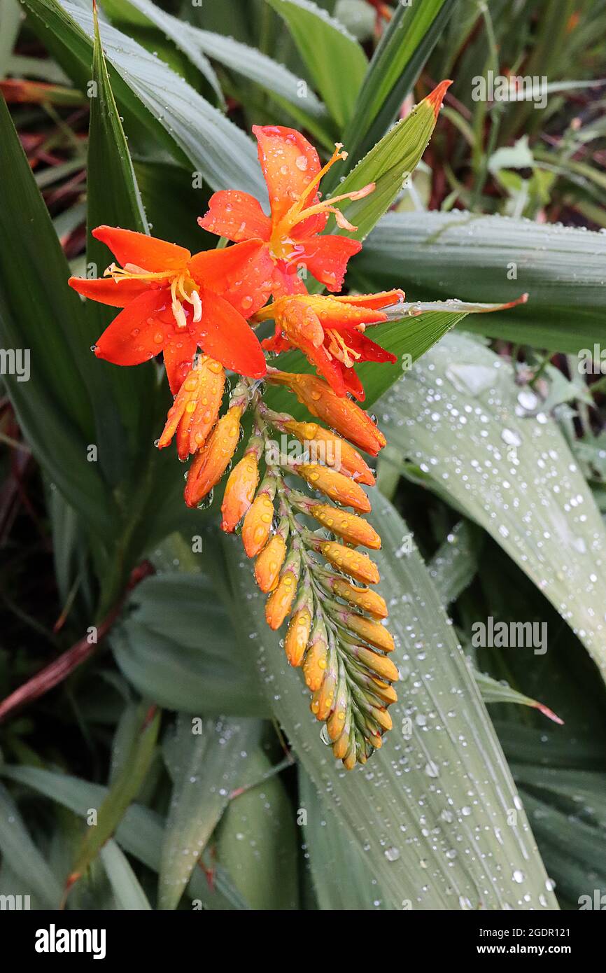 Crocosmia ‘Malahide Castle Red’ monbretia Malahide Castle Red - horizontal forked racemes of red orange large to small flowers, pleated sword-shaped Stock Photo