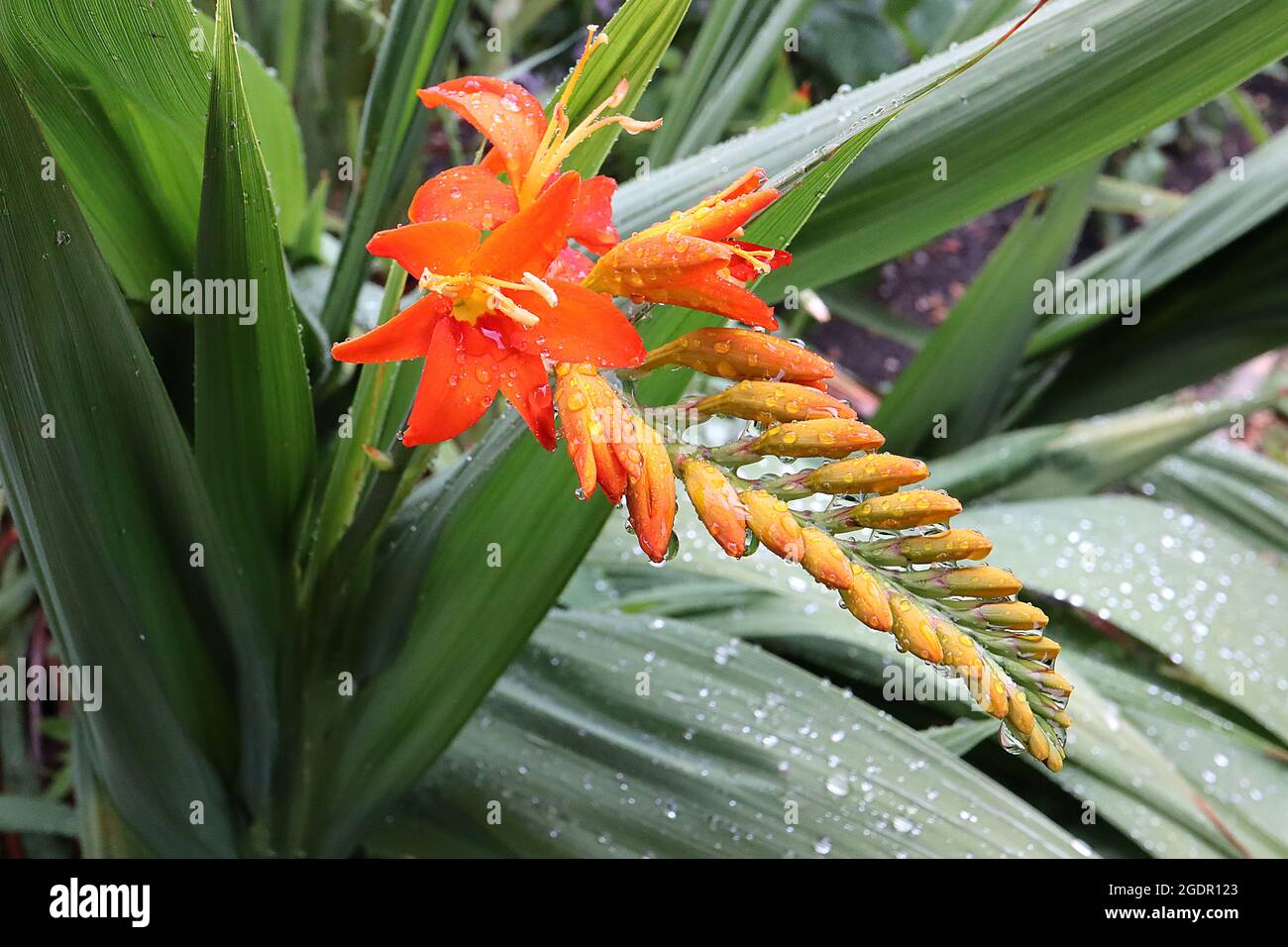 Crocosmia ‘Malahide Castle Red’ monbretia Malahide Castle Red - horizontal forked racemes of red orange large to small flowers, pleated sword-shaped Stock Photo