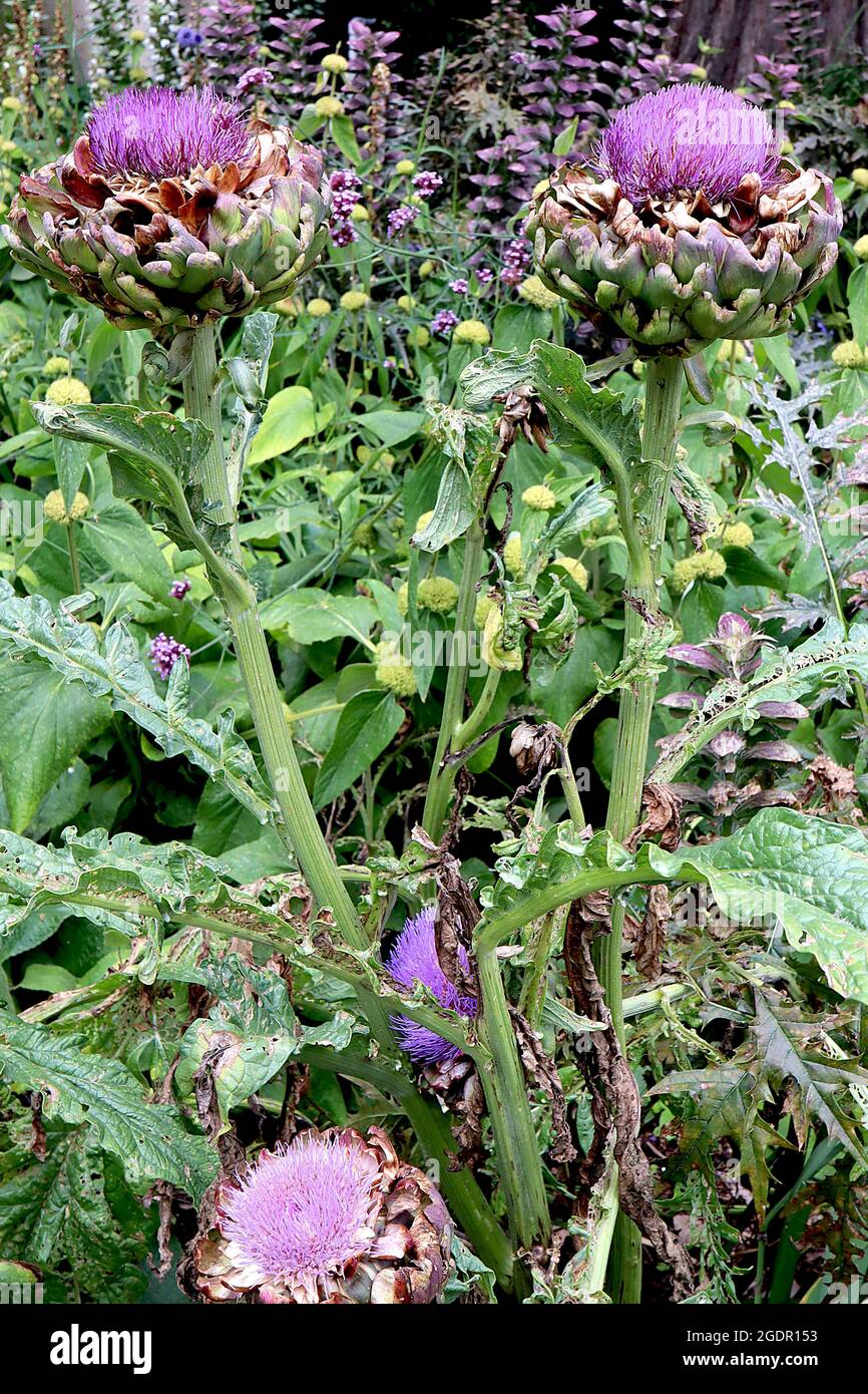 Thistle like flower hires stock photography and images Alamy