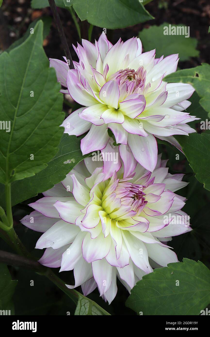 Dahlia ‘Crazy Love’ Decorative Dahlia Group 5  White flowers with violet flush and outlined purpled margins,  July, England, UK Stock Photo