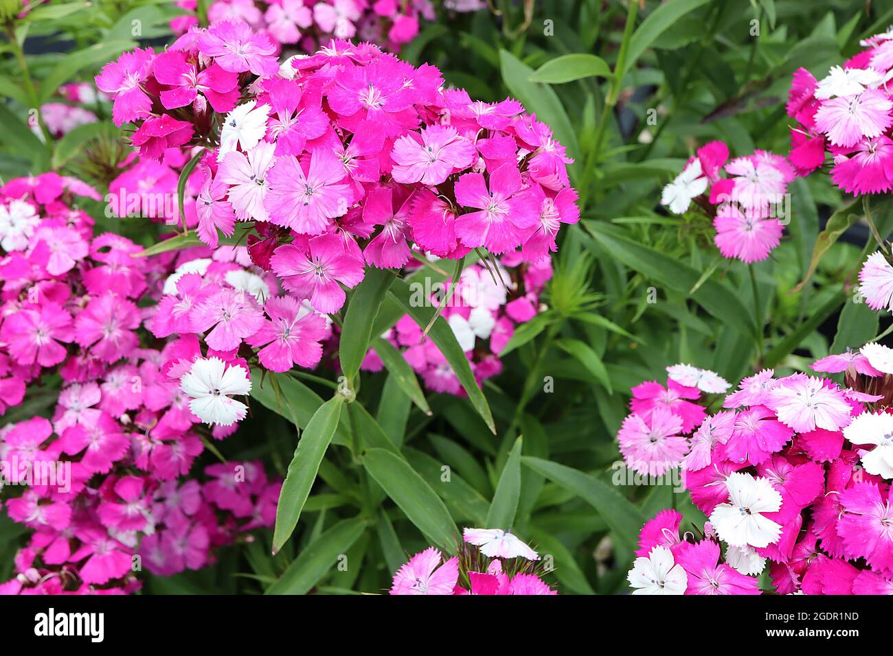 Dianthus barbatus ‘Dash Magician’ Sweet William Dash Magician – domed flower heads of white, medium and deep pink flowers with fringed petals,  July, Stock Photo