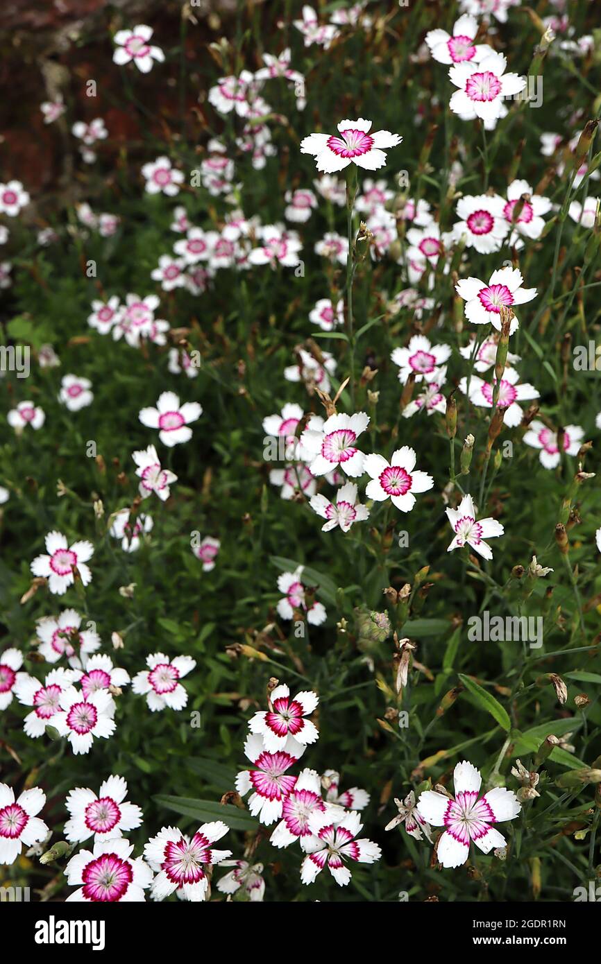 Dianthus deltoides ‘Arctic Fire’ Maiden Pinks Arctic Fire – single white flowers with crimson ring, deep pink centre and crimped petals,  July, UK Stock Photo