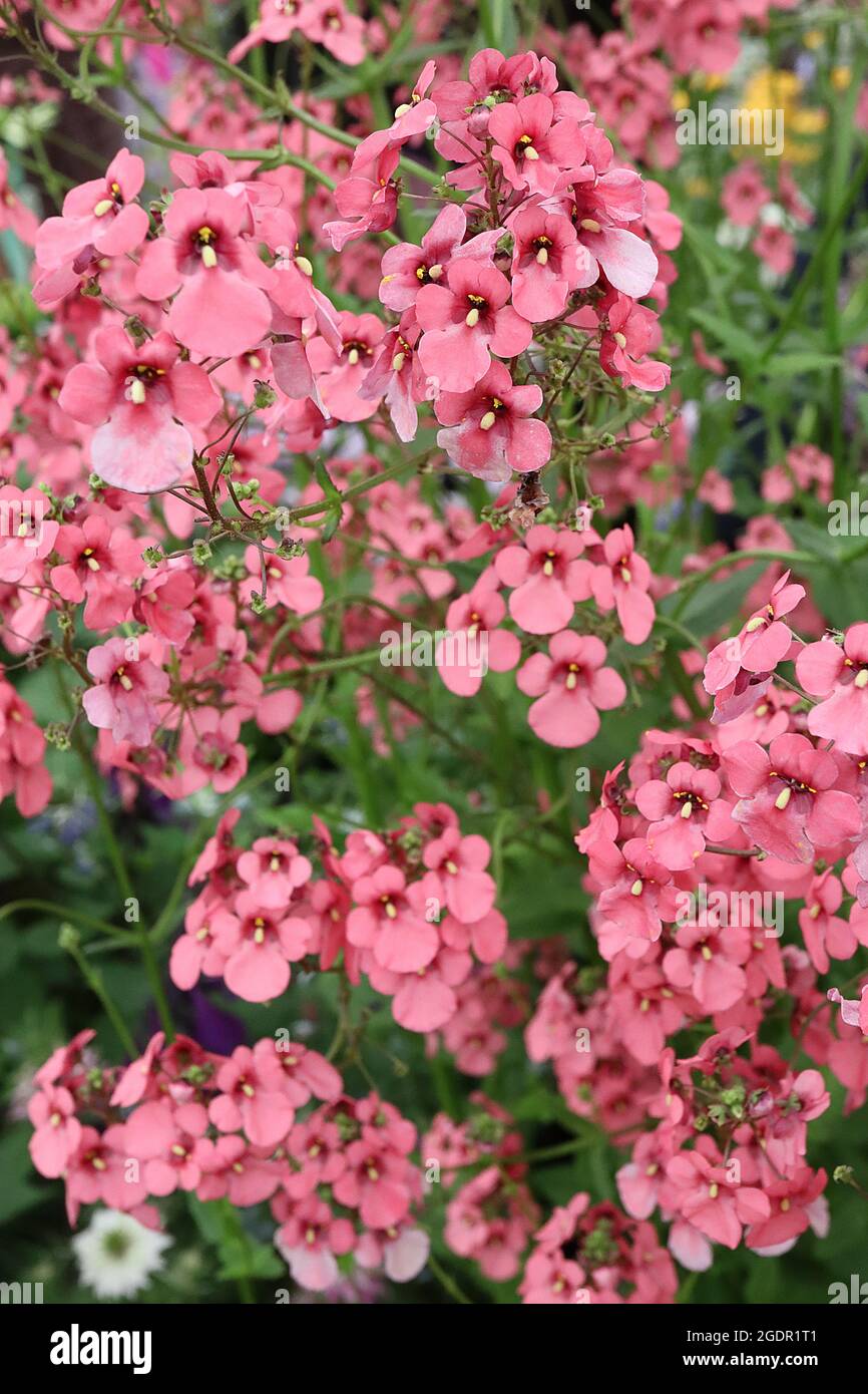 Diascia personata ‘Coral Belle’ Twinspur Coral Belle - coral pink shell-shaped flowers with dark pink throat and yellow mark,  July, England, UK Stock Photo