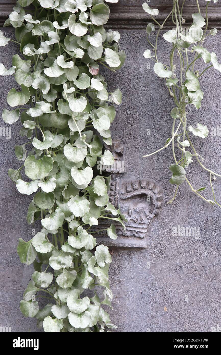 Dichondra argentea ‘Silver Falls’ silver nickel vine Silver Falls – trailing kidney-shaped silver green leaves on creeping stems,  July, England, UK Stock Photo