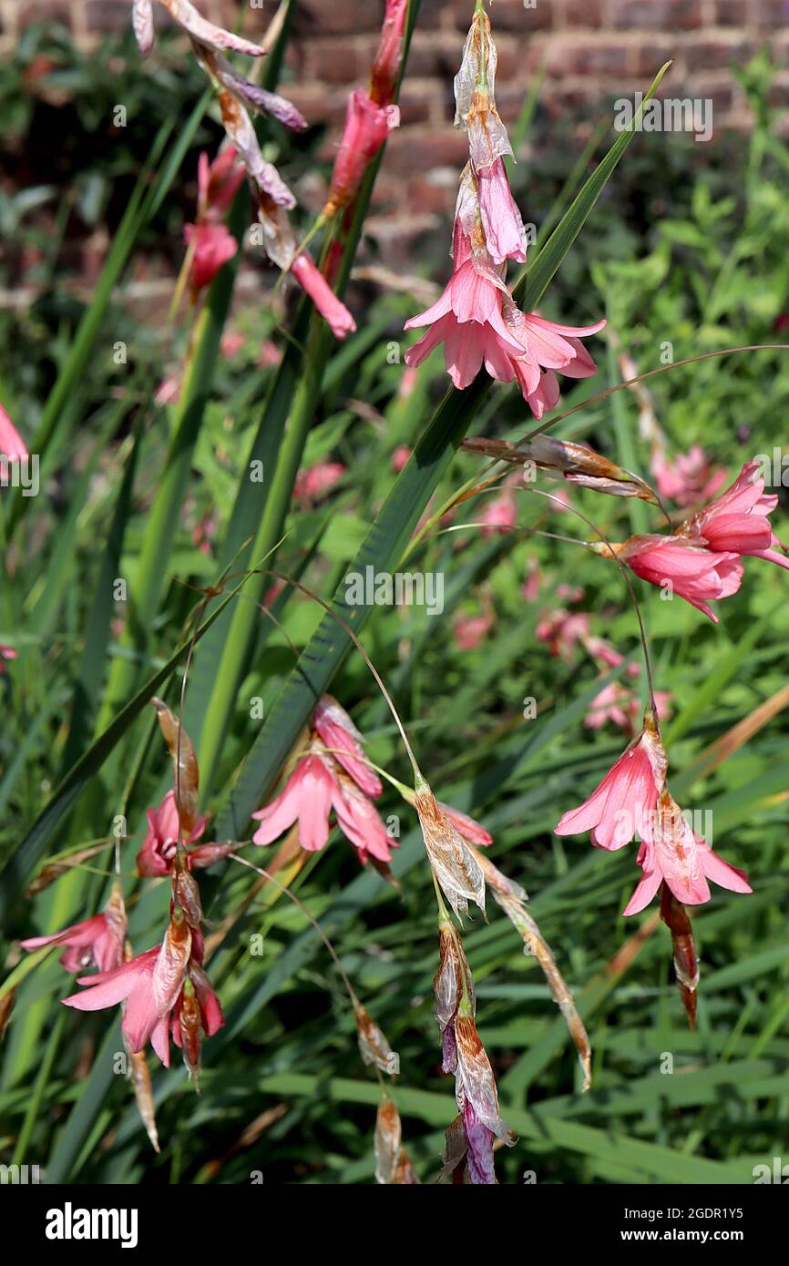 Dierama dracomontanum angels fishing rod – arching stems of coral pink pendulous flowers,  July, England, UK Stock Photo