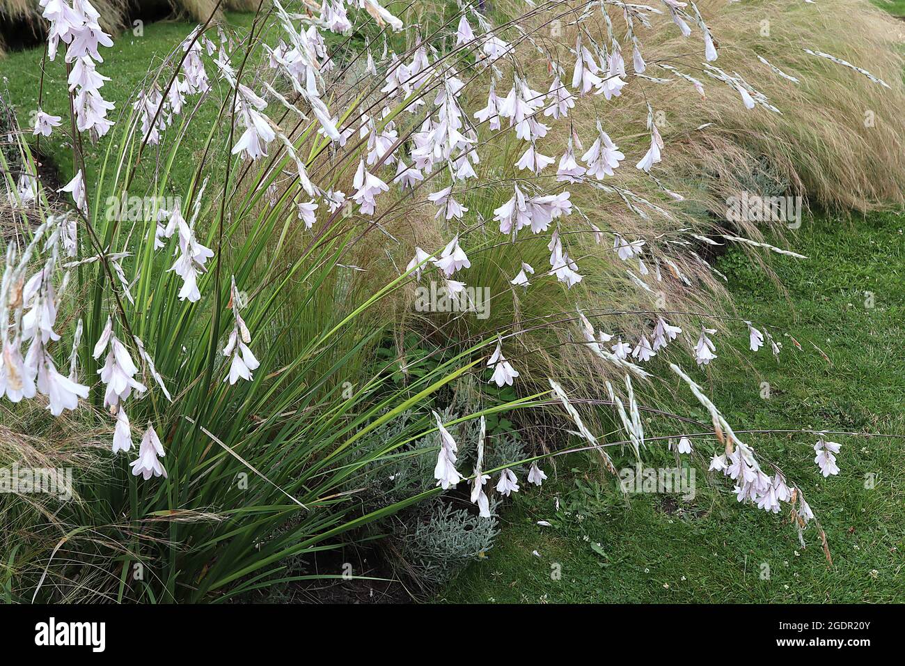Dierama ‘Guinevere’ angels fishing rod Guinevere – arching stems of white pendulous flowers,  July, England, UK Stock Photo