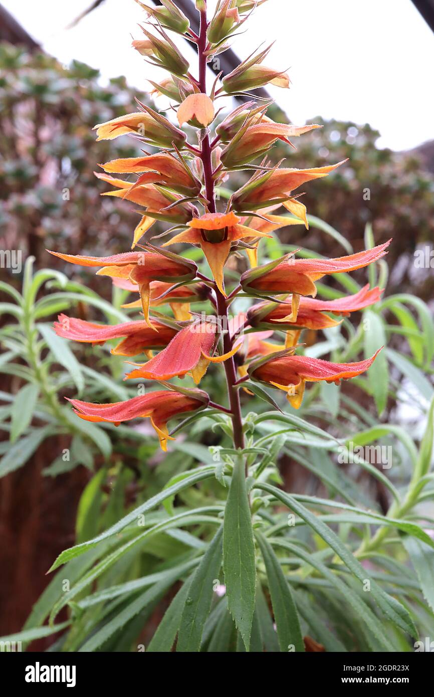Digitalis / Isoplexis isabelliana Isabels foxglove open bellshaped