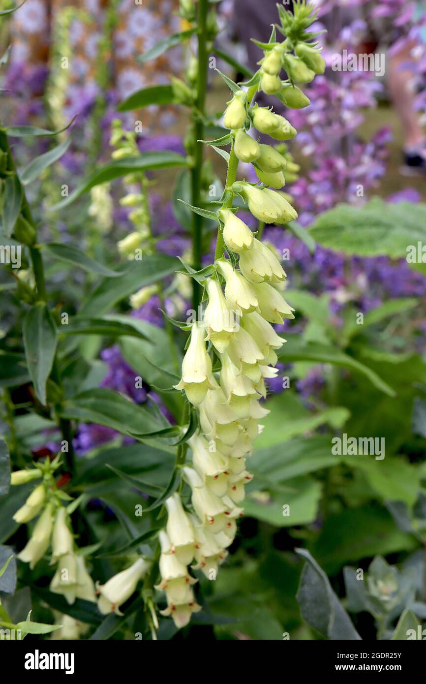 Digitalis lutea small yellow foxglove - open bell-shaped very pale yellow flowers on short stems,  July, England, UK Stock Photo