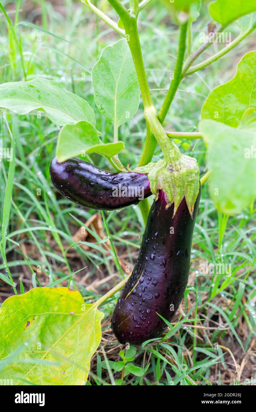 Growing eggplant on a bush in a summer garden. Compound fruit, fused at the stalk. Stock Photo