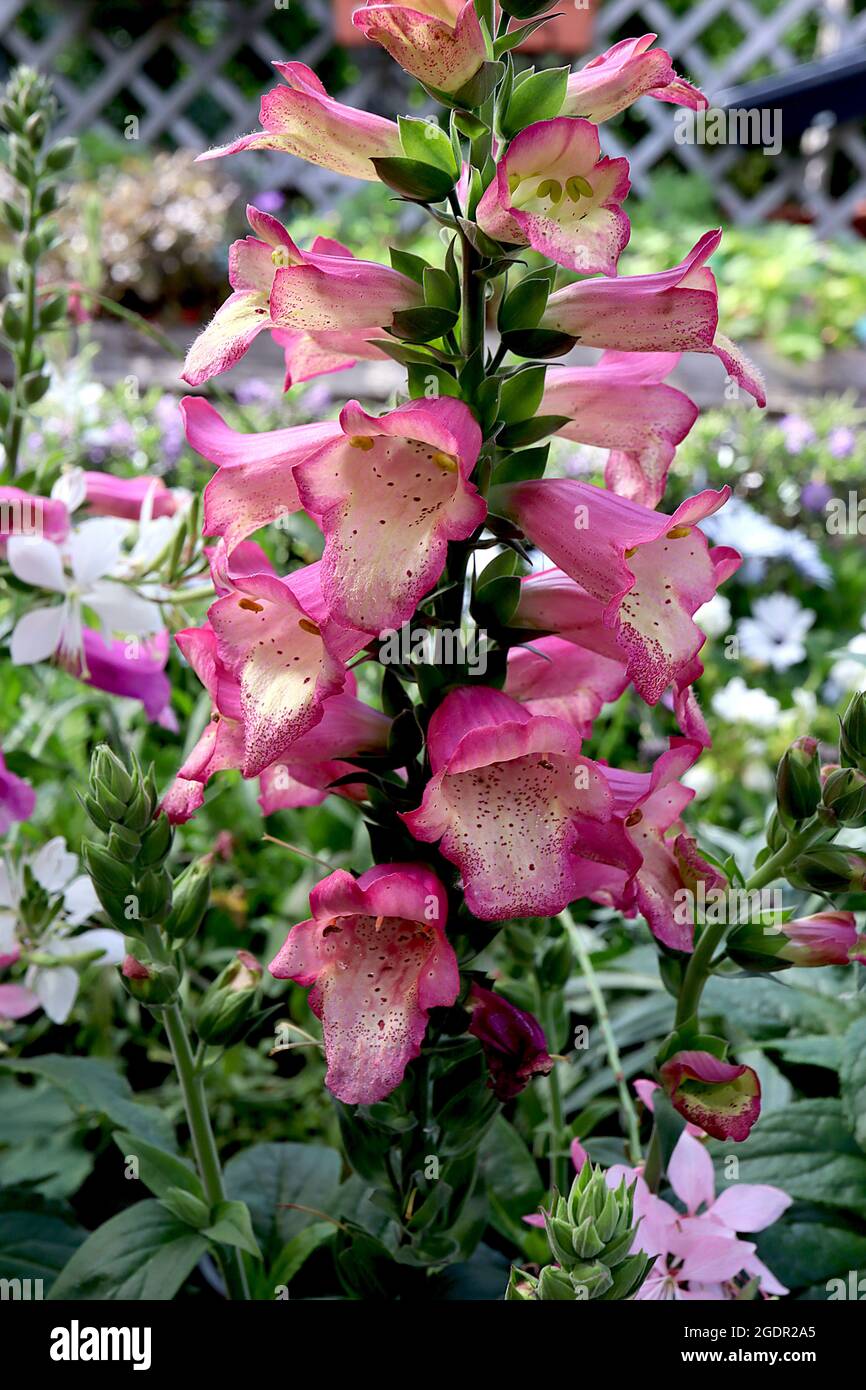 Digitalis x valinii illumination pink hires stock photography and
