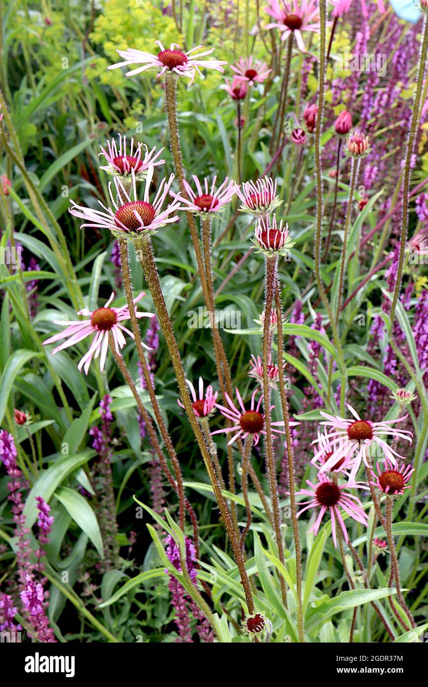 Echinacea pallida EMERGING PETALS pale purple coneflower – upright pale pink petals and cone-shaped centre,  July, England, UK Stock Photo