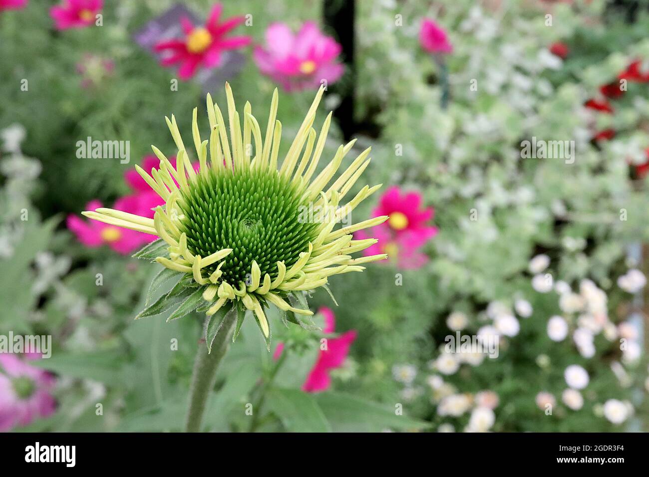 Echinacea purpurea ‘Yellow Pearl’ EMERGING PETALS coneflower Yellow Pearl – upright pale yellow petals and cone-shaped centre, July, England, UK Stock Photo